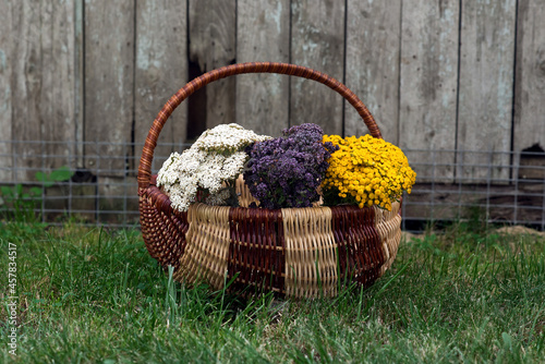 Yarrow, marjoram and tansy dry on a rope in the garden near the old wooden fance in the basket