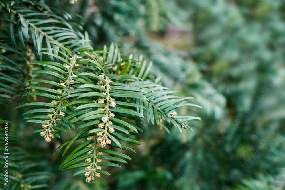 natural background, a branch of a yew tree close-up in focus, the background is blurred. branch of green plant in the foreground natural background, a branch of a yew tree close-up in focus, the background is blurred. branch of green plant in the foreground