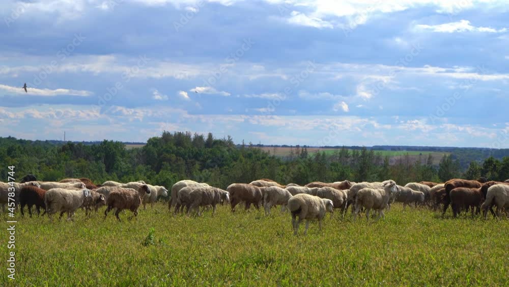 A flock of sheep grazes in the field. Green grass in the meadow. Summer day in the pasture. Sheep farm. Sheeps A flock of sheep grazes in the field. Green grass in the meadow. Summer day in the pasture. Sheep farm. Sheeps
