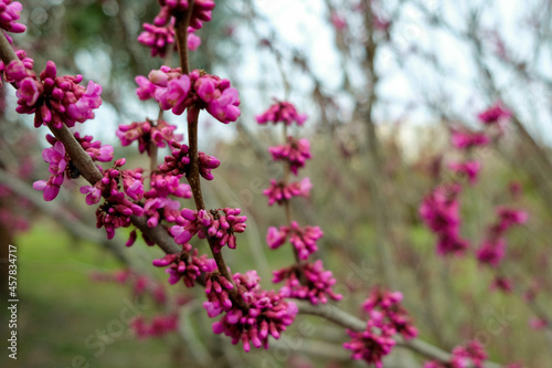 close-up of a branch of purple cercis