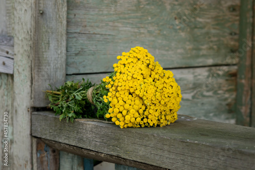 Tansy dry on the wooden board photo
