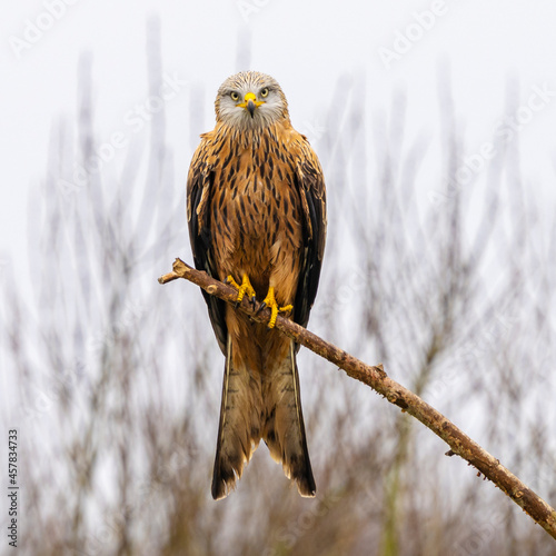 Red kite bird looking out over the forest looking for food. This picture is photographed from a hiding place.