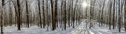 forest trees. nature snow wood backgrounds. winter