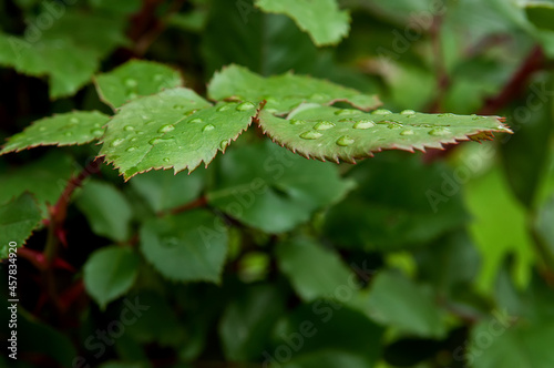 Drops on the leaves of rose