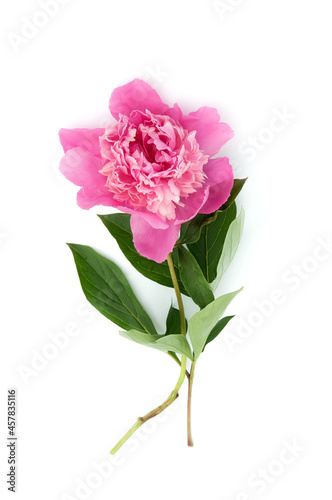 One blossom rose peony with leaves isolated on white background