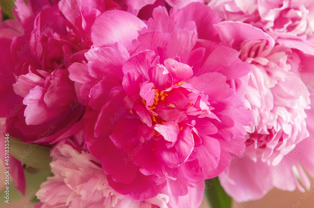Bouquet of pink peonies in vase on a beige background