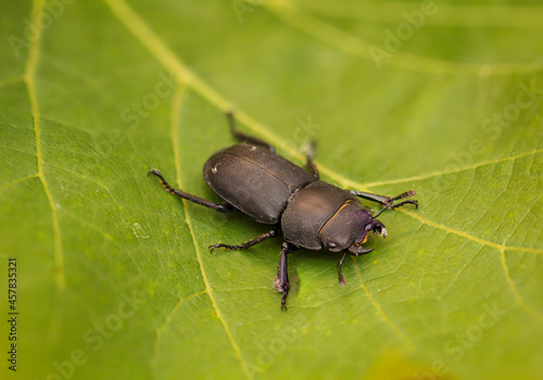 Ein großer schwarzer Käfer auf einem Blatt einer Pflanze.  © boedefeld1969