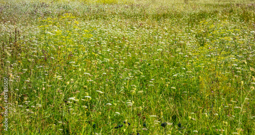 Flower meadow closeup