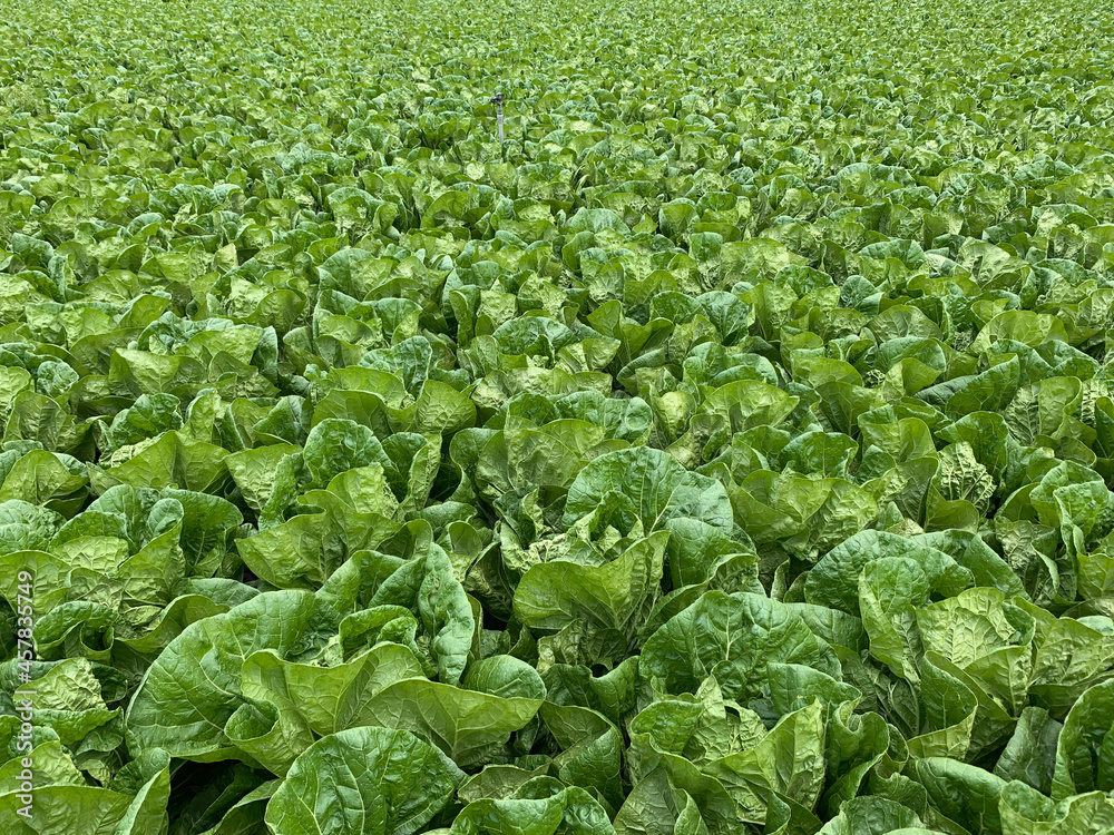 白菜 畑 高原野菜 農業 長野県 白菜 畑 高原野菜 農業 長野県