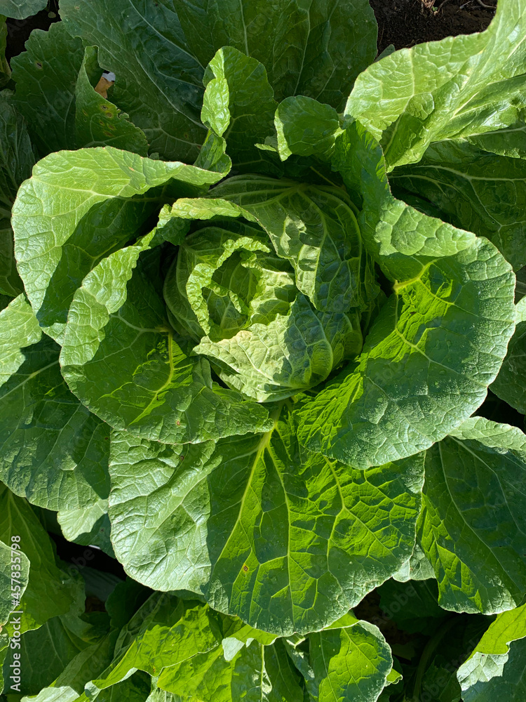白菜 畑 高原野菜 農業 長野県 白菜 畑 高原野菜 農業 長野県