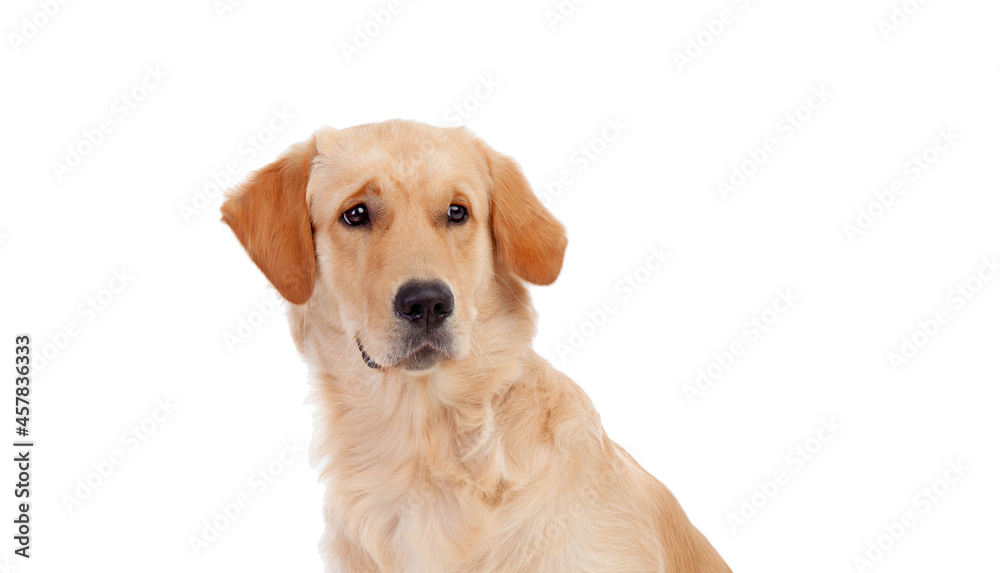 Portrait of a cute lab dog