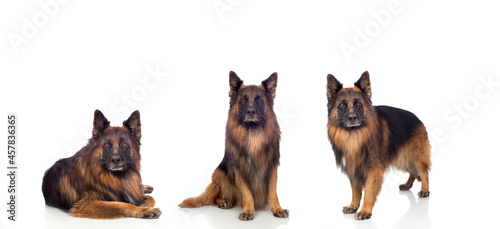 Three German Shepherd dogs