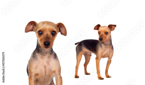 Two Yorkshire Terrier dogs with cut hair