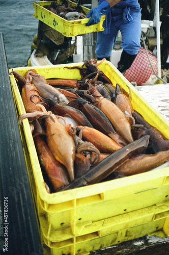 イカの水揚げのイメージ