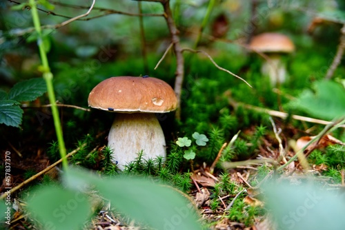 Boletus edulis, autumn mushroom picking, the Bieszczady Mountains