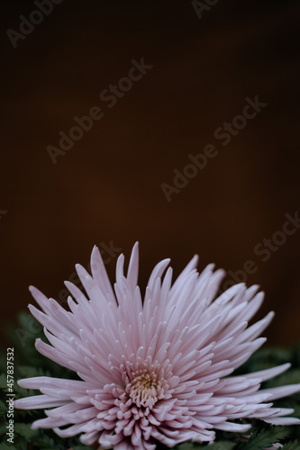 Detalle de flor dalia vertical