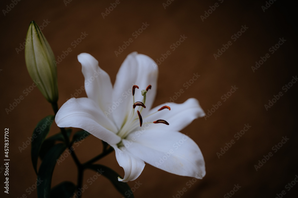 Dos flores azucena