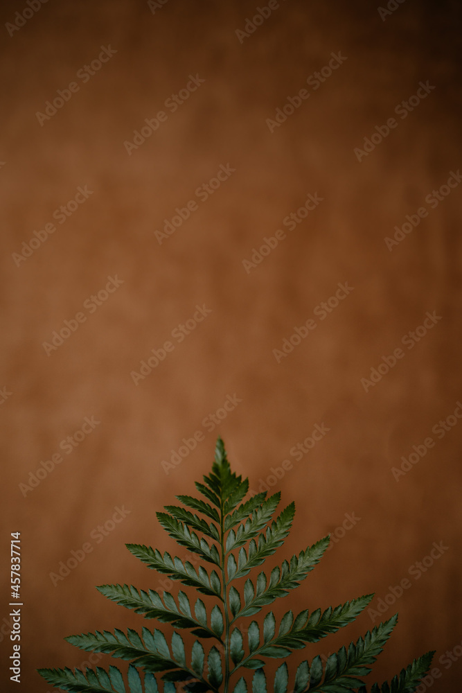 Pico hoja verde fondo marrón