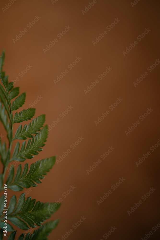 Hoja verde fondo marrón