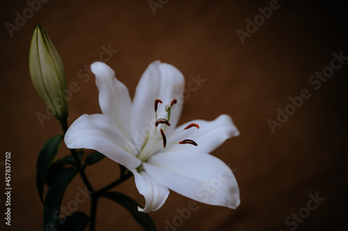 Obraz na płótnie Dos flores azucena w salonie