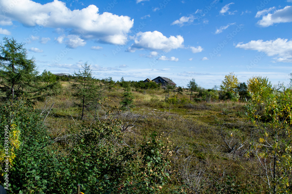 forest and sky