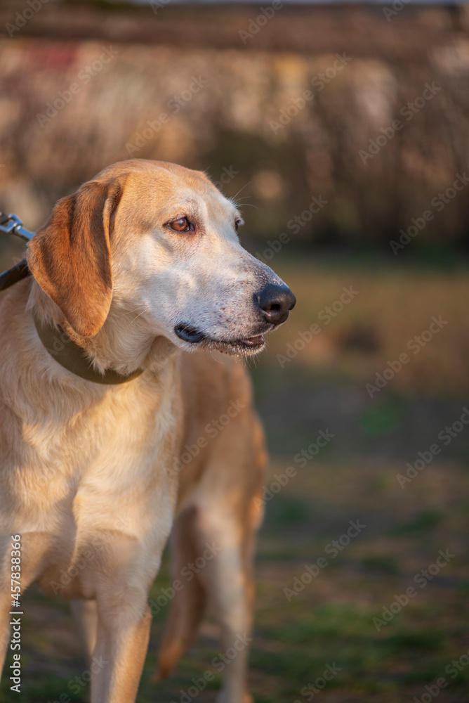 A beautiful stray dog in a shelter on overexposure. A beautiful stray dog in a shelter on overexposure.