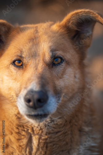 A beautiful stray dog in a shelter on overexposure. © shymar27