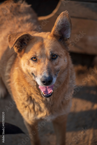 A beautiful stray dog in a shelter on overexposure.