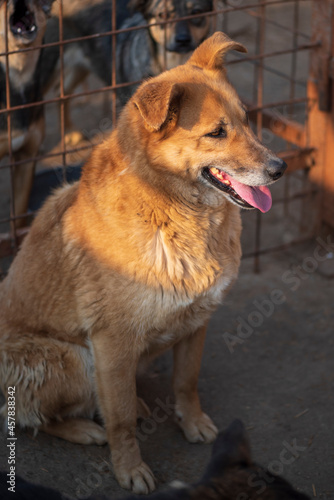 A beautiful stray dog in a shelter on overexposure.