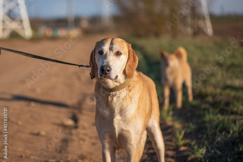 A beautiful stray dog in a shelter on overexposure.