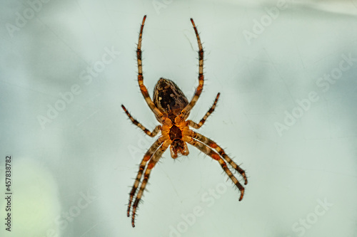 macro shot of a European garden spider (cross spider, Araneus diadematus)
