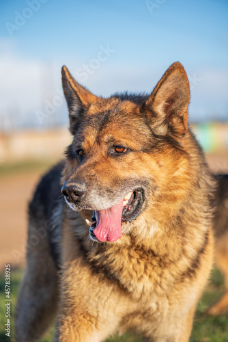 A beautiful stray dog in a shelter on overexposure.