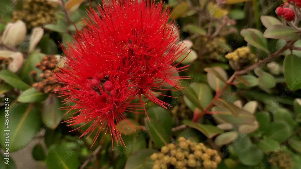 Pohutukawa tree in blossom, New Zealand Christmas tree, spring and summer tree in Auckland. Pohutukawa tree in blossom, New Zealand Christmas tree, spring and summer tree in Auckland.