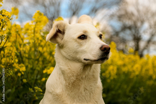 beautiful white mixed dog head portrait in a yellow rape seed field