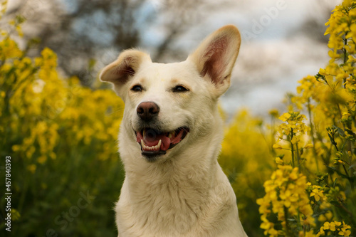 beautiful white mixed dog head portrait in a yellow rape seed field