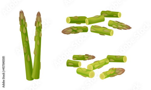 Fresh Green Cultivated Asparagus or Sparrow Grass Vector Set