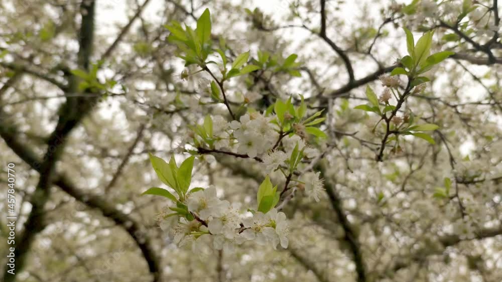 Plum, cherry or apple tree in blossom, spring time, new season beginning. Plum, cherry or apple tree in blossom, spring time, new season beginning.