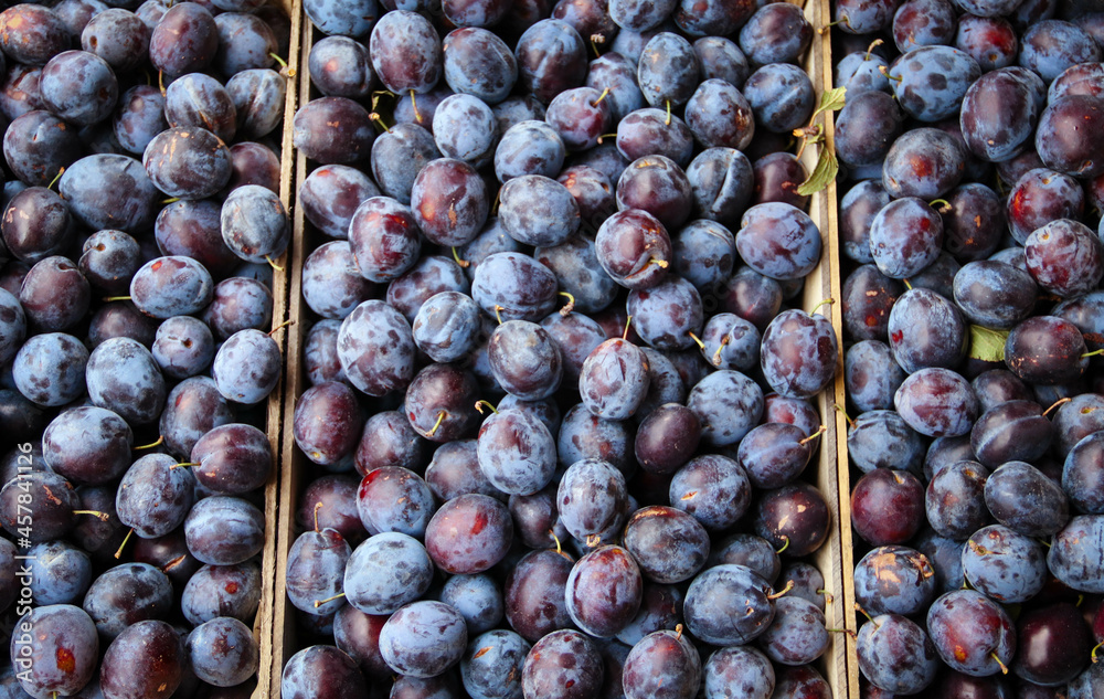 Fototapeta premium Ripe fresh plums close-up, top view. Macro photo food fruit plum. Texture background of fresh blue plums. Crates full of ripe blue plums after harvest.