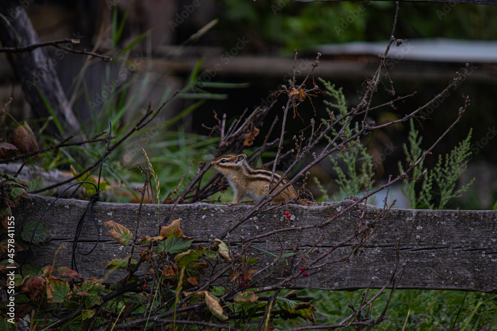 Obraz premium A chipmunk. The nature of Yakutia, Russia