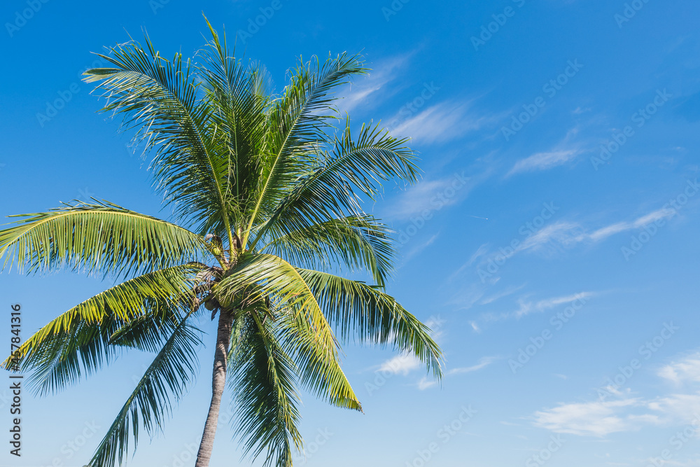 Green palm or coconut tree stand with clearly could and blue sky background in summer with copy space