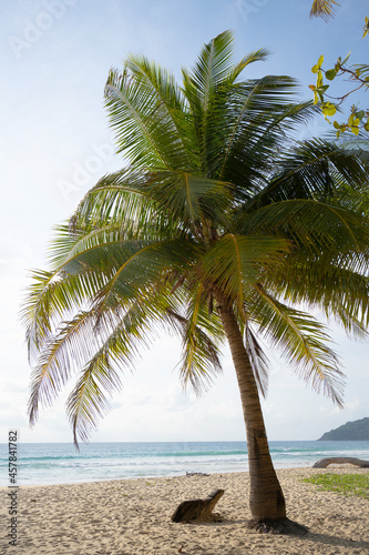 Fototapeta Naklejka Na Ścianę i Meble -  Coconut tree alone on beach and white clouds blue sky.