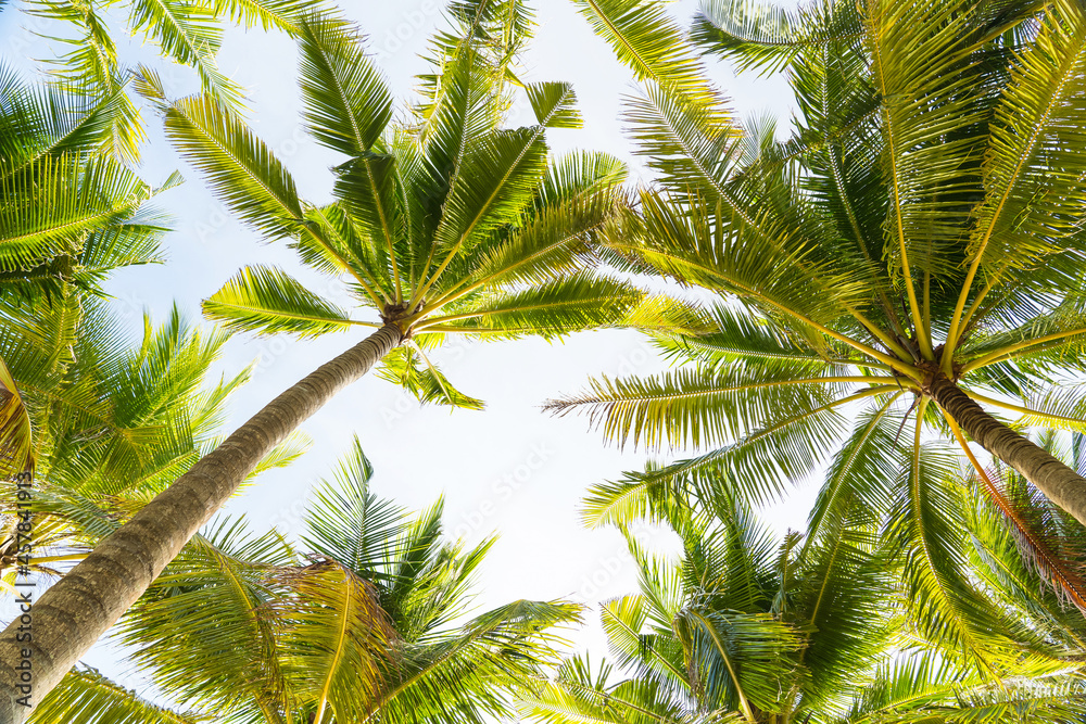 Fototapeta premium coconut palm tree on blue sky.coconut trees on sun light and clouds background.