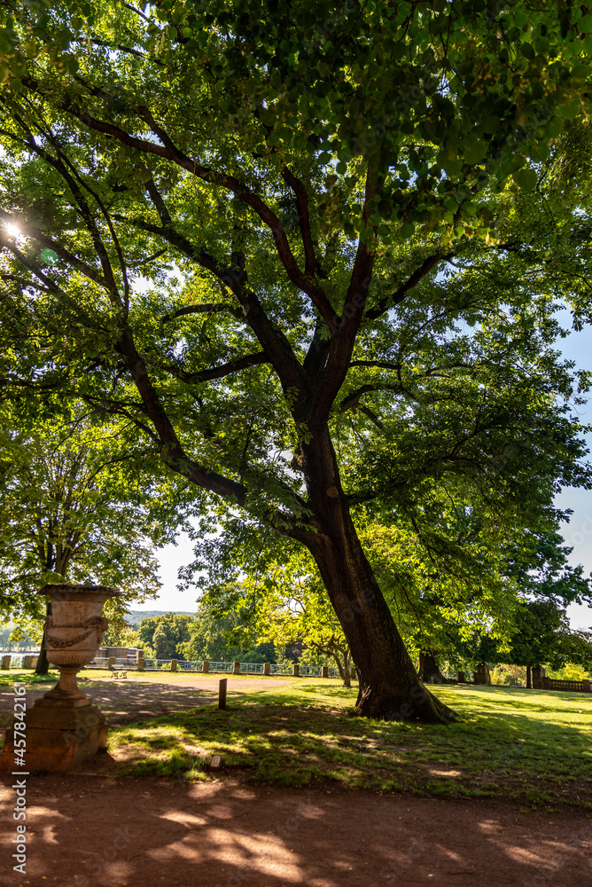 Obraz premium Arbre chêne centenaire dans un parc à Metz sous le soleil en format portrait