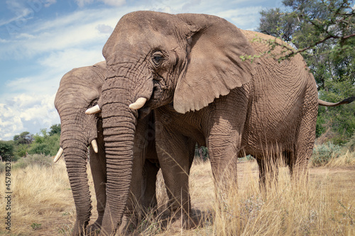 African elephants, walking through the lush grasslands of Etosha National Park, Namibia.