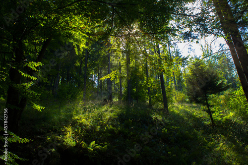 Fototapeta Naklejka Na Ścianę i Meble -  Prześwit słońca w górskim lesie,  Ustroń, Polska