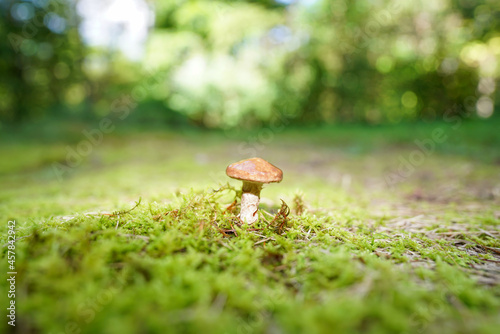Wild Mushroom in the Moss