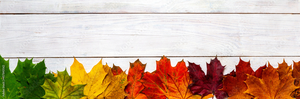 ein herbstlicher Hintergrund mit vielen bunten Ahornblättern vor weißem Hintergrund ein herbstlicher Hintergrund mit vielen bunten Ahornblättern vor weißem Hintergrund