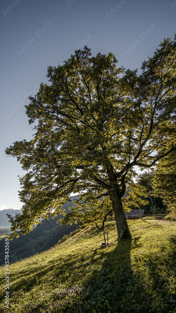 Baum im Spätsommer fotografiert gegen das Sonnenlicht. Baum im Spätsommer fotografiert gegen das Sonnenlicht.