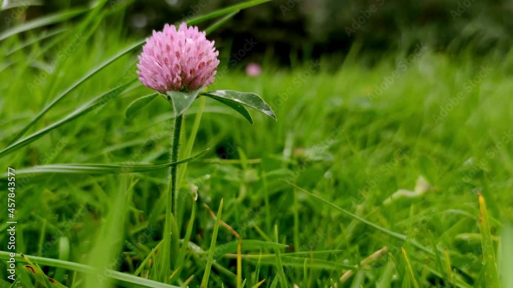 Wild flowers on green background, spring and natural environment concept, summer time, eco system. 