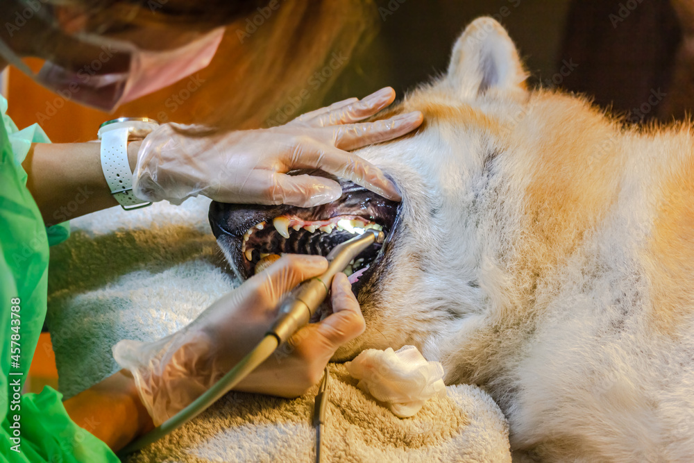 ein Zahnarzt entfernt bei einem Hund (Akita Inu) Zahnstein